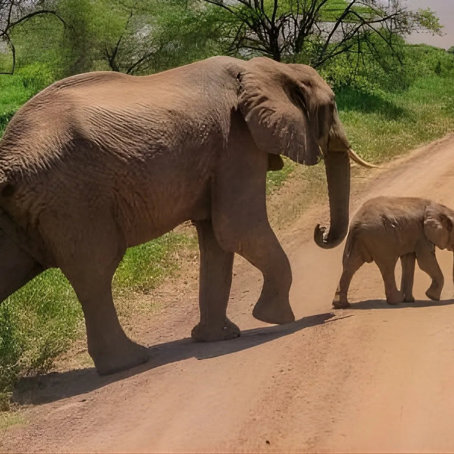 3-Day Private Midrange Safari to Major Parks
