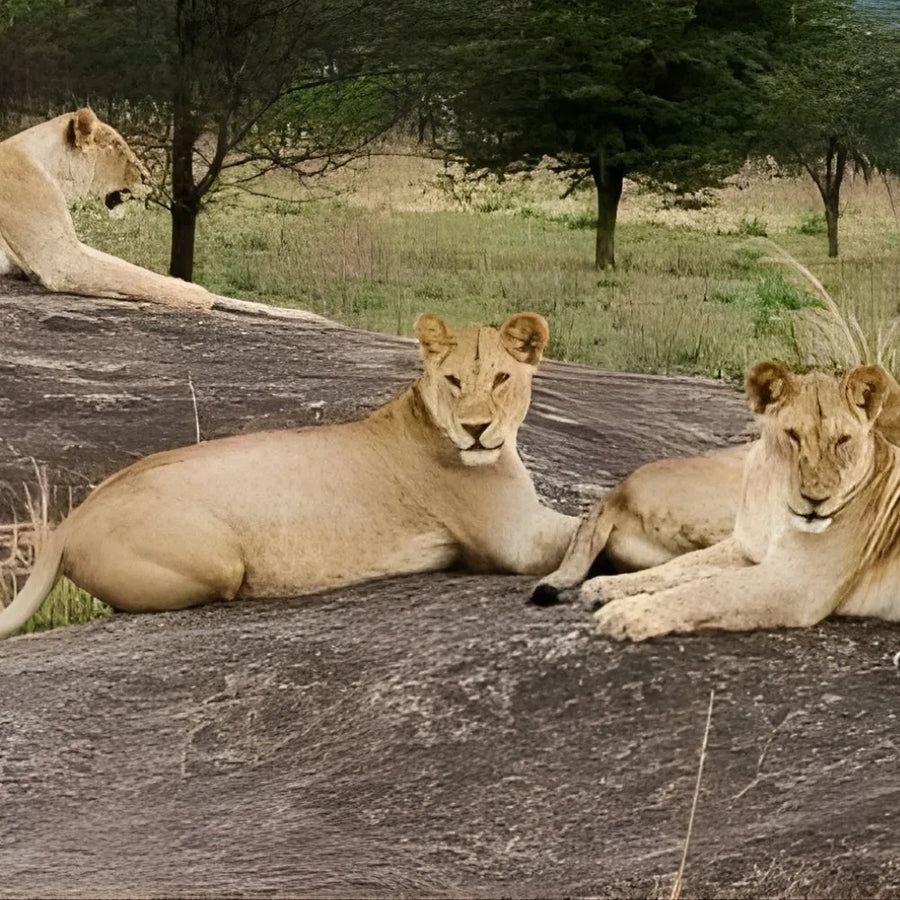 5-Day Northern Tanzania Private Tour with Lake Manyara
