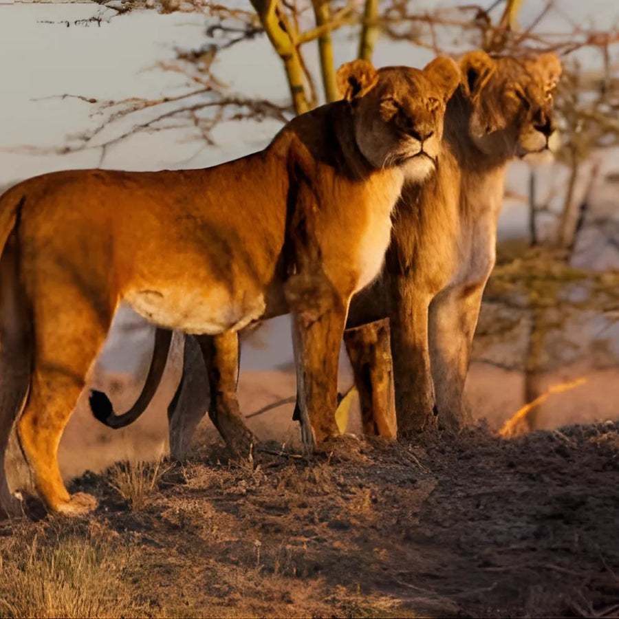 6-Day Serengeti Safari Fly-in & Game Drives-Mid-Range