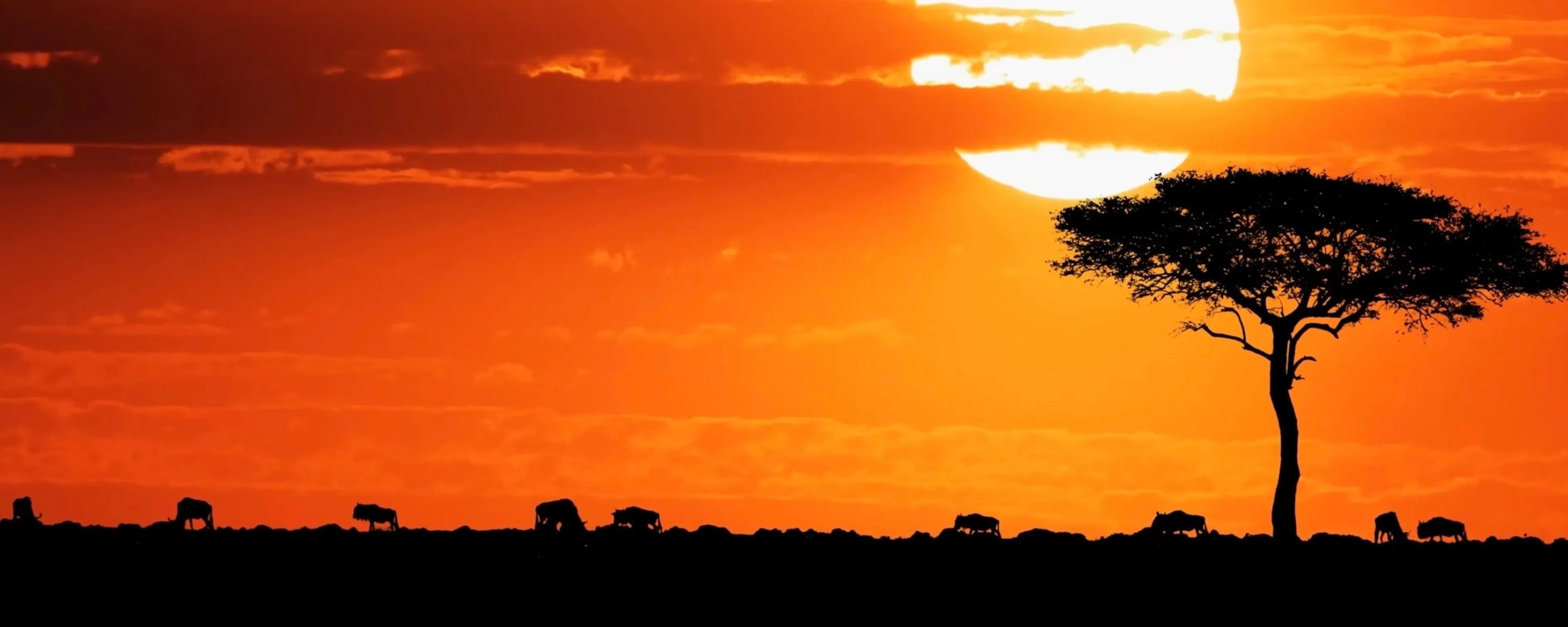 slider image 1621243260e1af0c20-0