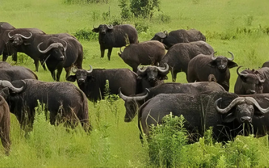 3-Day Affordable Mikumi & Nyerere Iconic Safari
