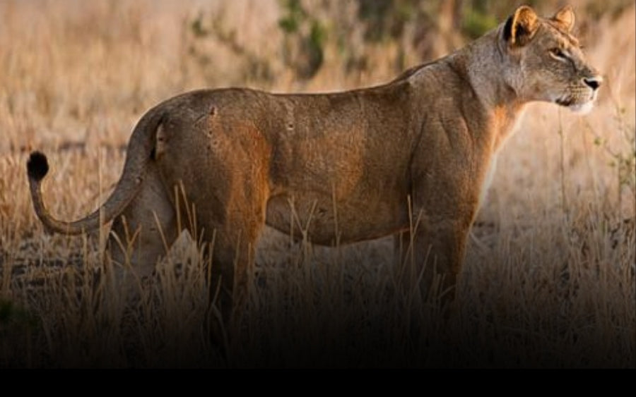 3-Day Tarangire, Ngorongoro & Materuni Waterfalls Safari