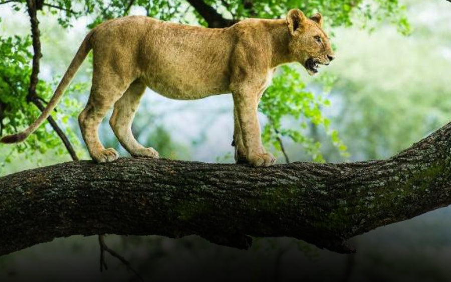 3-Day Luxury Private Safari Serengeti & Ngorongoro